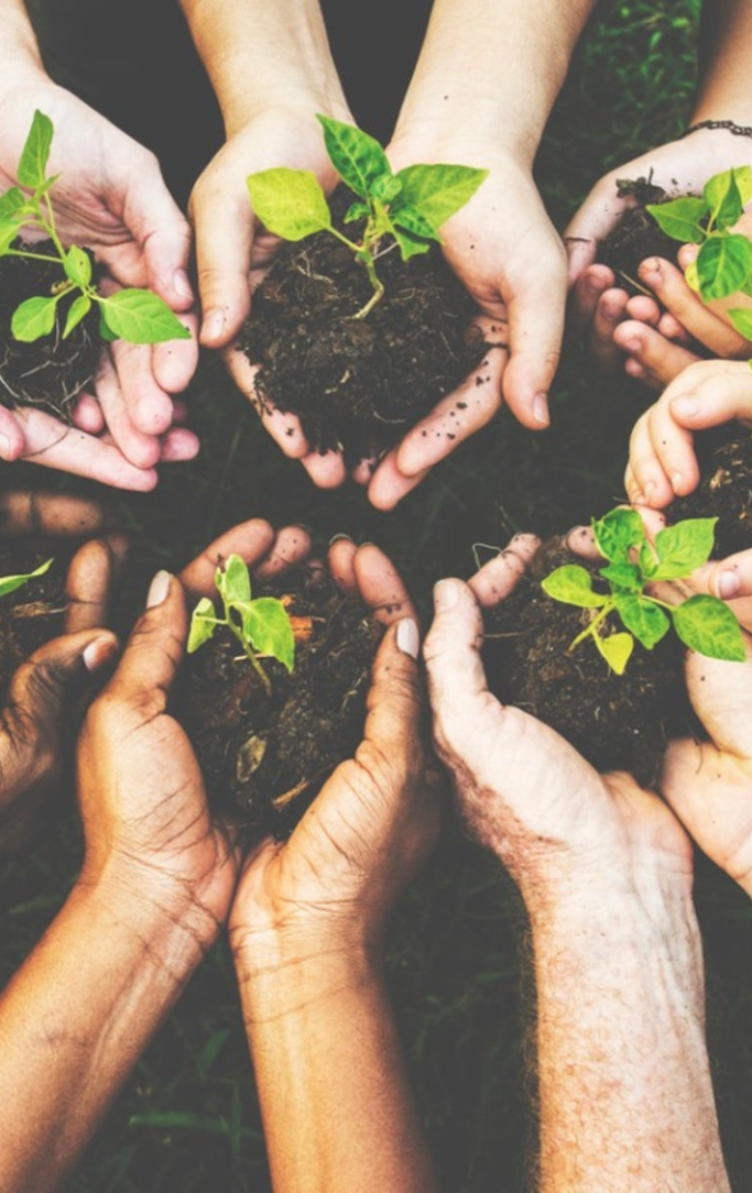 hands holding dirt and plants
